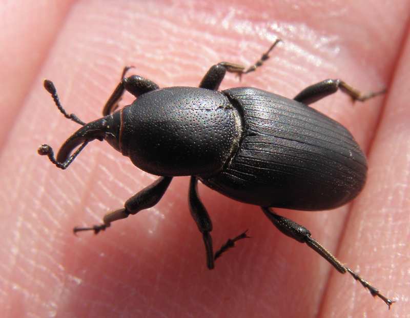Curculionidae/Dryopthoridae: Sphenophorus sp.